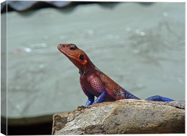 Agama Lizard Canvas Print by Tony Murtagh