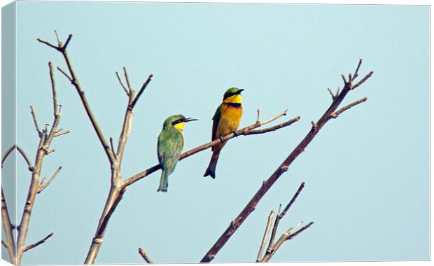 Little Bee Eaters Canvas Print by Tony Murtagh