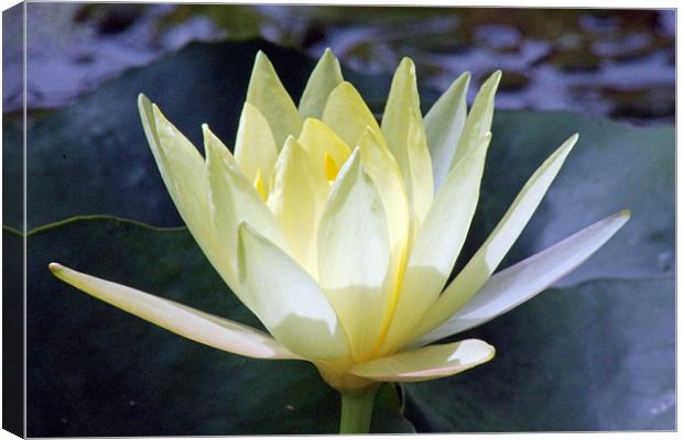 yellow waterlily Canvas Print by Tony Murtagh