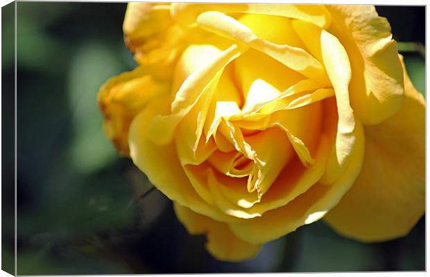 Yellow rose Canvas Print by Tony Murtagh