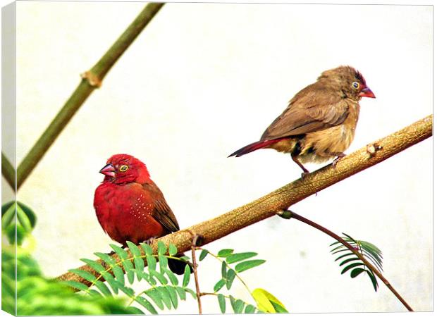 Red-billed firefinch Canvas Print by Tony Murtagh