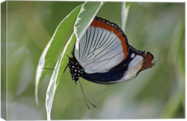 Red Spot Diadem Butterfly Canvas Print by Tony Murtagh