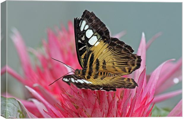Clipper Butterfly Canvas Print by Tony Murtagh