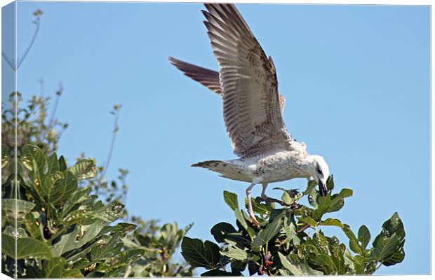 Juvenile herring gull Canvas Print by Tony Murtagh