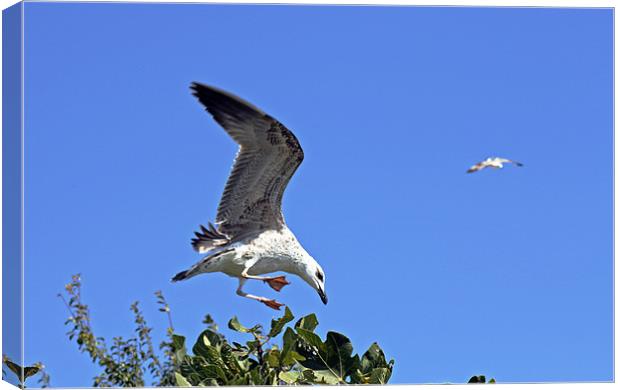 A juvenile herring gull feeding on a fig tree in S Canvas Print by Tony Murtagh