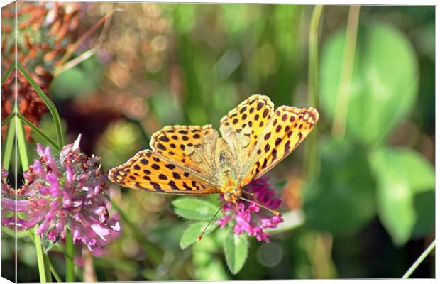 Yellow Spotted Butterfly Canvas Print by Tony Murtagh