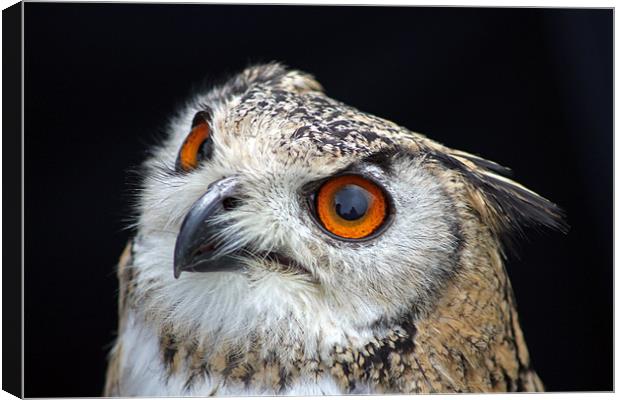 European Eagle Owl Canvas Print by Tony Murtagh