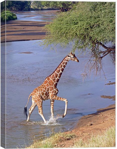Giraffe Crossing Stream Canvas Print by Tony Murtagh