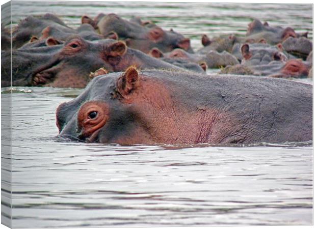 Hippo Group in Mara River Canvas Print by Tony Murtagh
