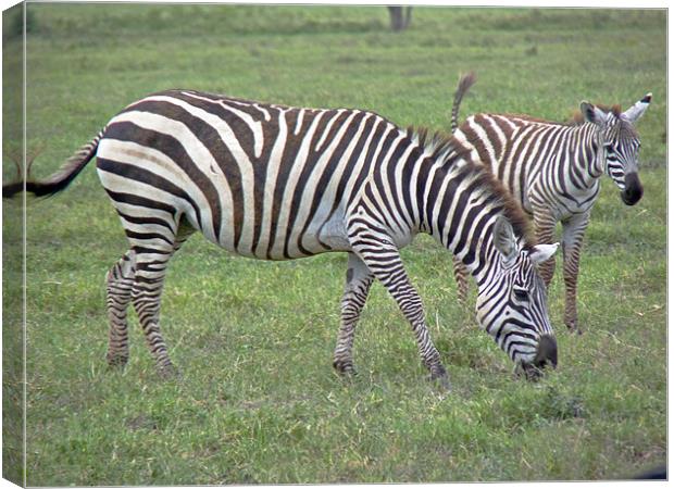 Zebra and Foal Canvas Print by Tony Murtagh
