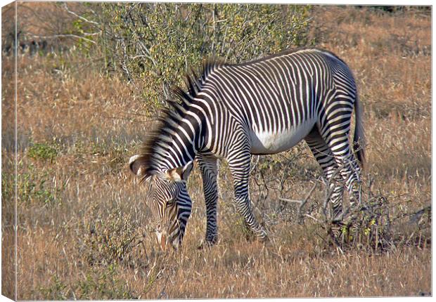 Grevys Zebra Canvas Print by Tony Murtagh