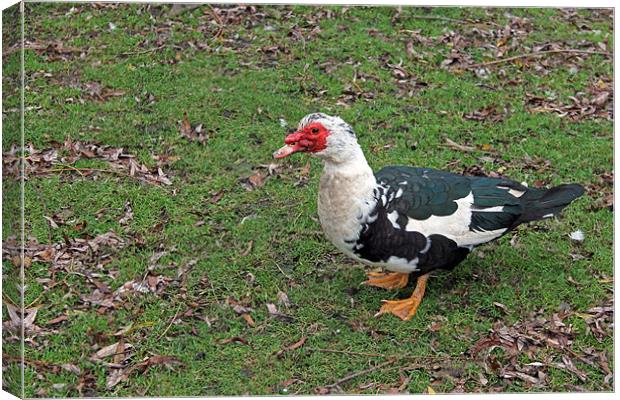 Muscovy Duck Canvas Print by Tony Murtagh