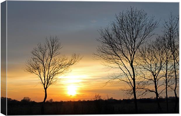 Trees at Sunset Canvas Print by Tony Murtagh