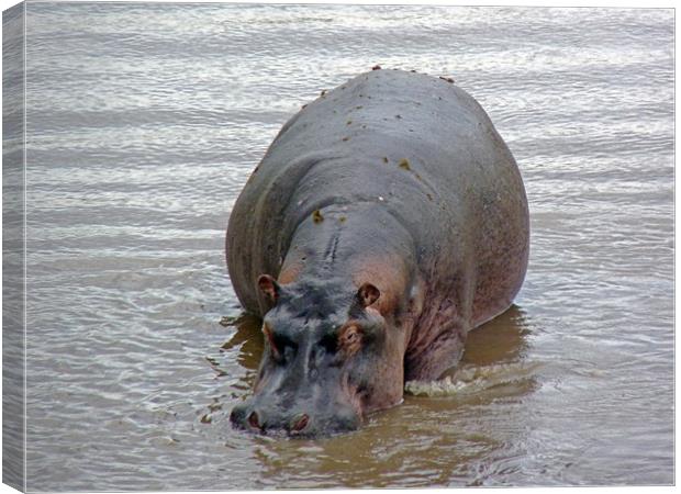 Hippopotamus In Mara River Canvas Print by Tony Murtagh