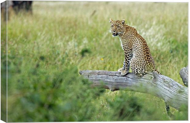Leopard In Serengeti Canvas Print by Tony Murtagh