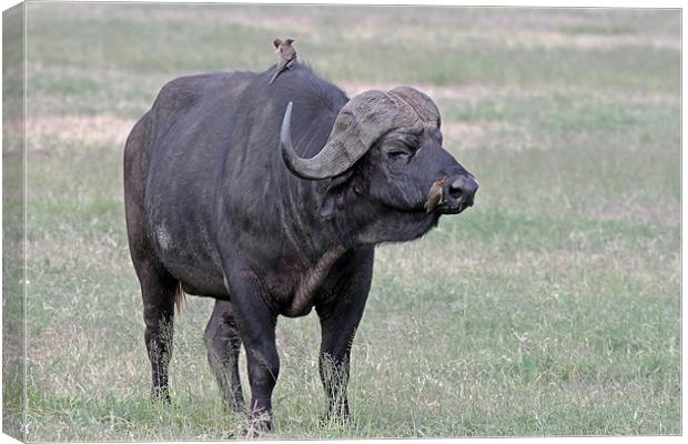 Cape Buffalo with Ox Peckers Canvas Print by Tony Murtagh