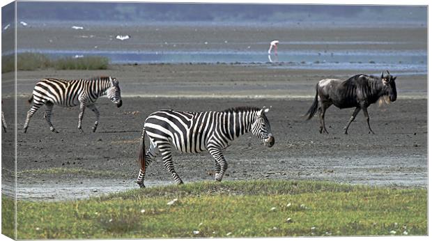 Zebra and Wildebeest Canvas Print by Tony Murtagh