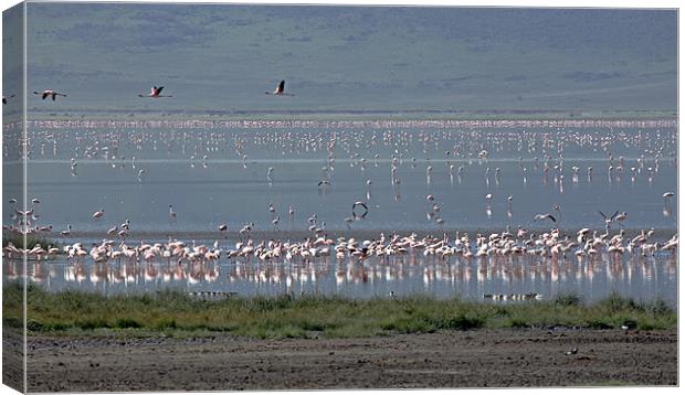 Flamingos in Ngorongoro Crater Tanzania. Canvas Print by Tony Murtagh