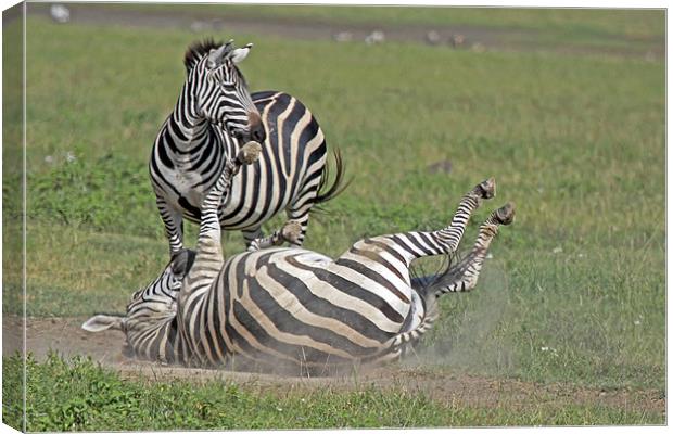 Zebra dust bath Canvas Print by Tony Murtagh