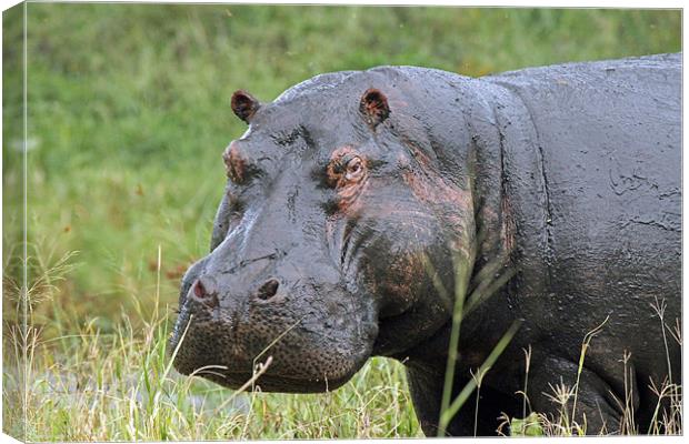 Hippopotamus Canvas Print by Tony Murtagh