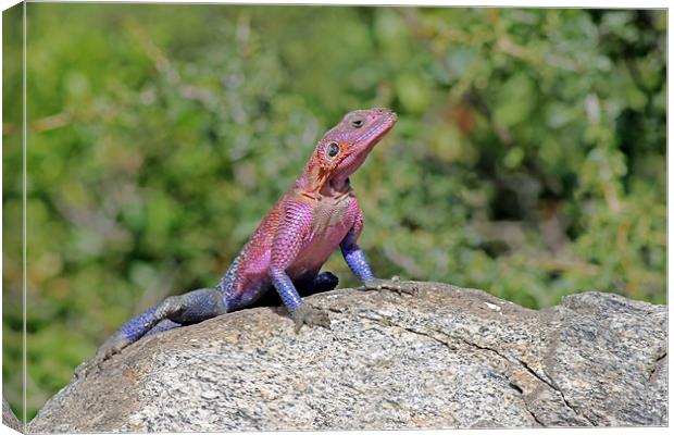 Agama lizard Canvas Print by Tony Murtagh