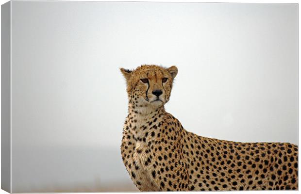 Cheetah in Serengeti. Canvas Print by Tony Murtagh