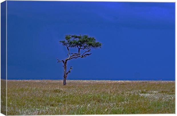 Tree on Serengeti Canvas Print by Tony Murtagh