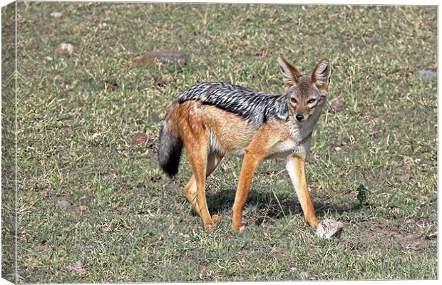 Black Backed Jackal Canvas Print by Tony Murtagh