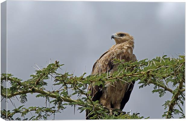 Tawny Eagle Canvas Print by Tony Murtagh