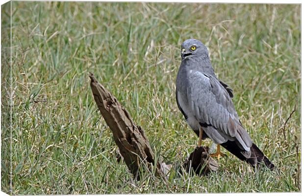 Montagus Harrier Canvas Print by Tony Murtagh