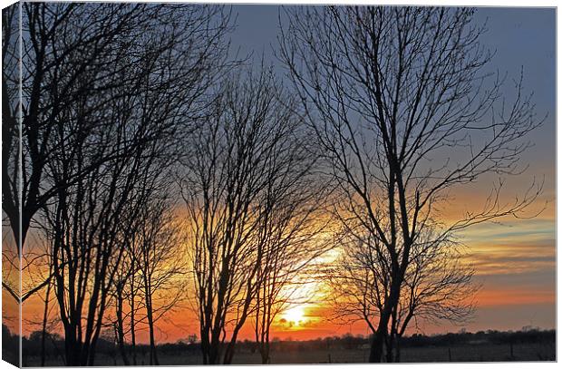 Trees at sunset Canvas Print by Tony Murtagh