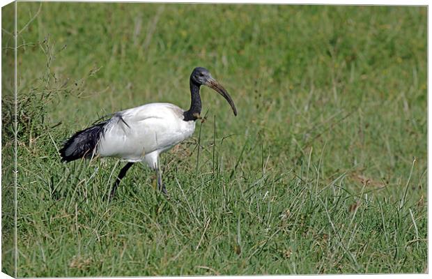 Sacred Ibis Canvas Print by Tony Murtagh