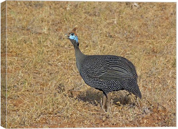 Helmeted guinea fowl Canvas Print by Tony Murtagh