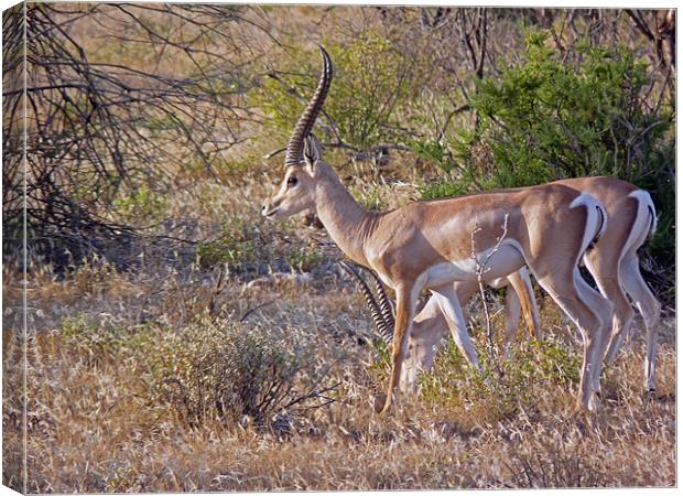 Grants gazelle Canvas Print by Tony Murtagh