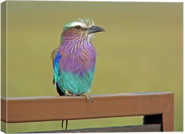 Lilac breasted roller Canvas Print by Tony Murtagh