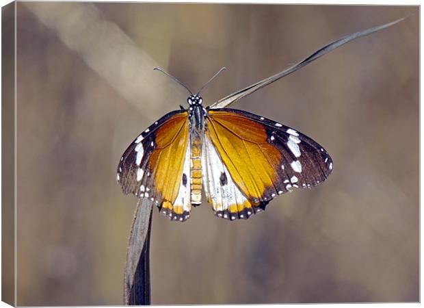 African Monarch Butterfly Canvas Print by Tony Murtagh