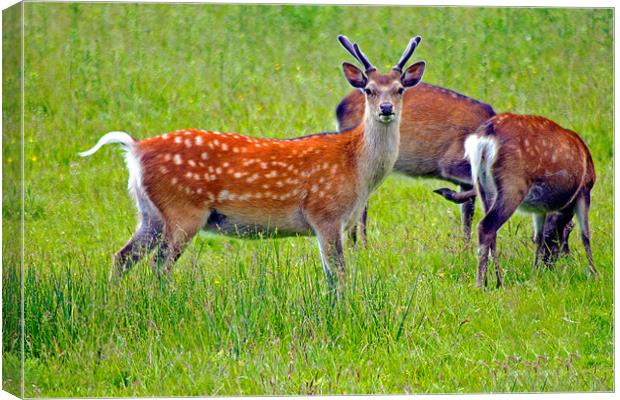 Fallow deer Canvas Print by Tony Murtagh