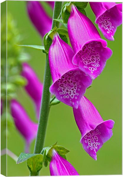 Foxglove Digitalis Canvas Print by Tony Murtagh