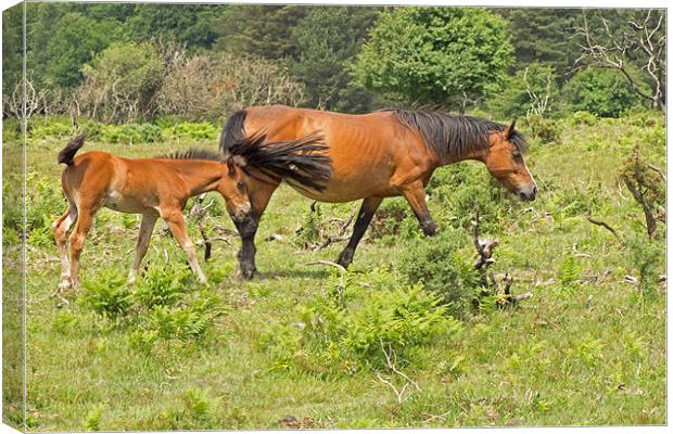 New Forest Pony and Foal Canvas Print by Tony Murtagh