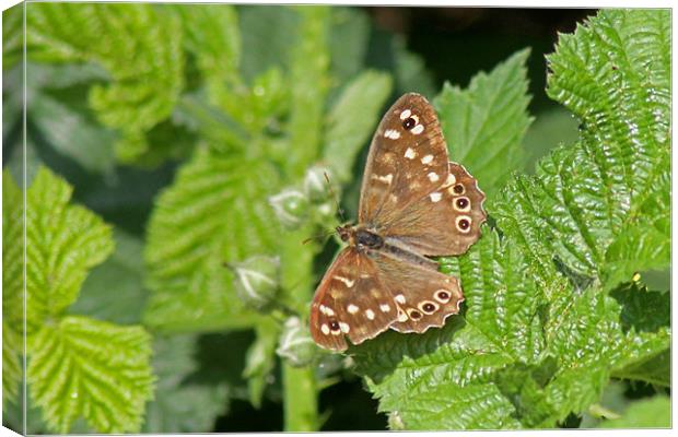 Speckled Wood Butterfly Canvas Print by Tony Murtagh