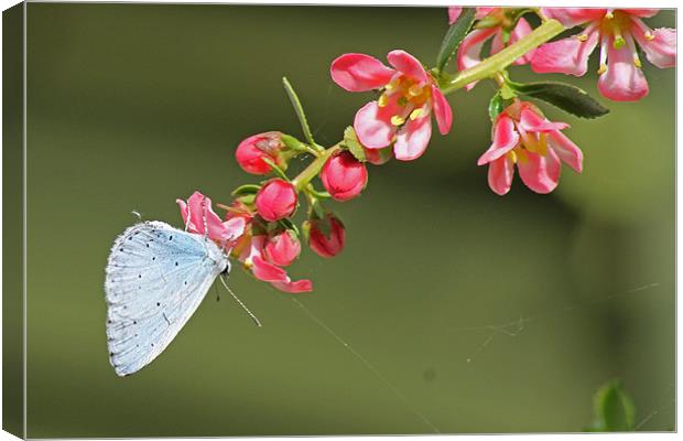 A Small Blue Butterfly Canvas Print by Tony Murtagh