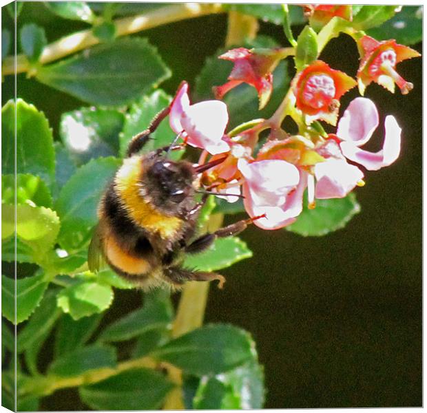 Bumble Bee Canvas Print by Tony Murtagh
