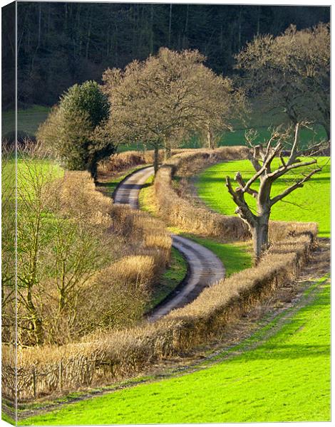 Winding Country Lane Canvas Print by Tony Murtagh