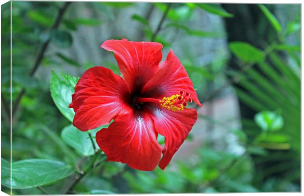 Red Hibiscus Canvas Print by Tony Murtagh