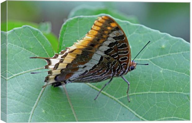 Two-tailed Pasha Canvas Print by Tony Murtagh