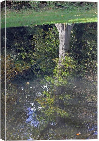 Reflected Tree Canvas Print by Tony Murtagh