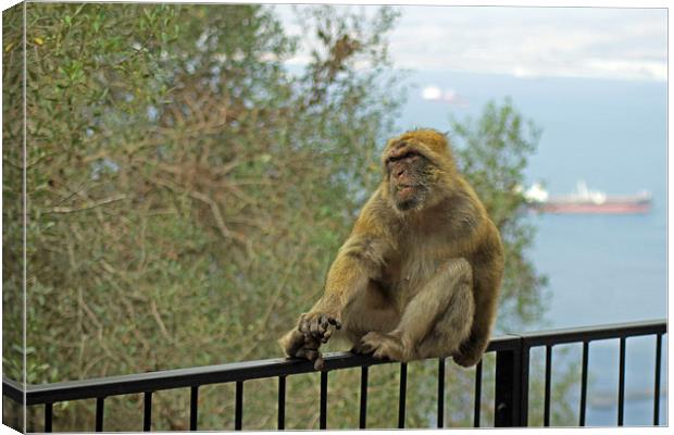 Barbary Macaque Canvas Print by Tony Murtagh