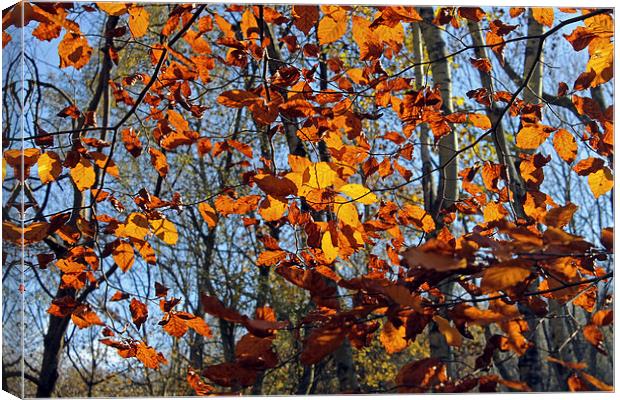 Autumn leaves Canvas Print by Tony Murtagh