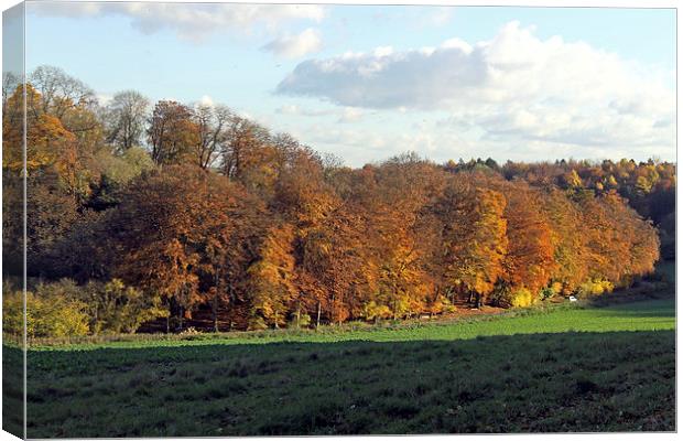 Autumn Tree Line Canvas Print by Tony Murtagh