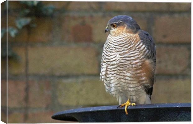 Sparrowhawk on Birdbath Canvas Print by Tony Murtagh